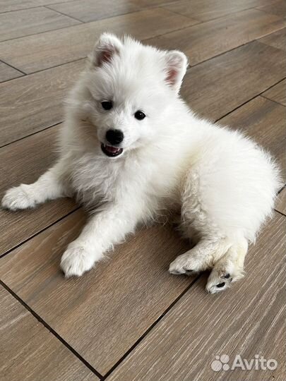 Щенки японского шпица