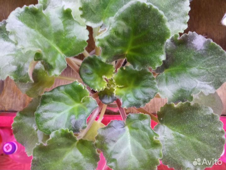 Фиалка стартер