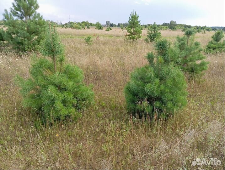 Продажа новогодней сосны