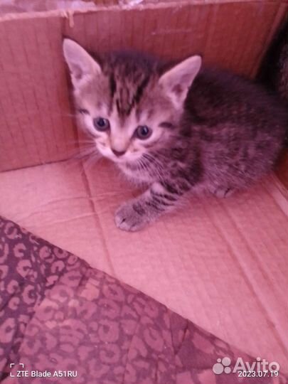Кошка в дар бесплатно