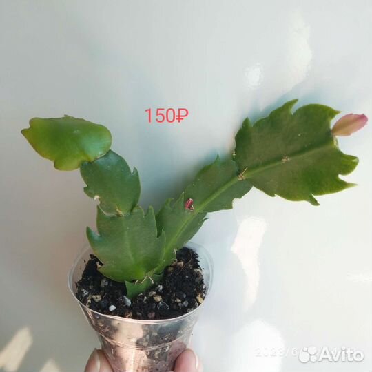 Декабрист/суккулент/эпифит/комнатные растения/рипс