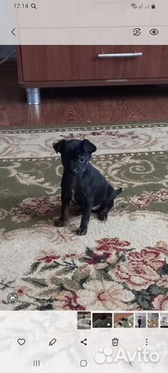 Той-терьер щенки