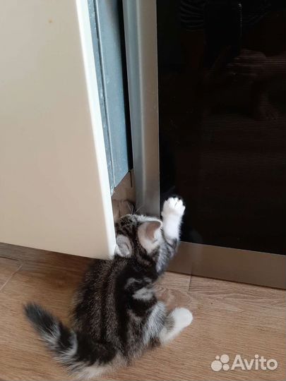 Котенок в добрые руки мальчик