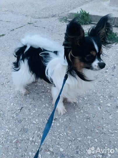 Папийон вязка