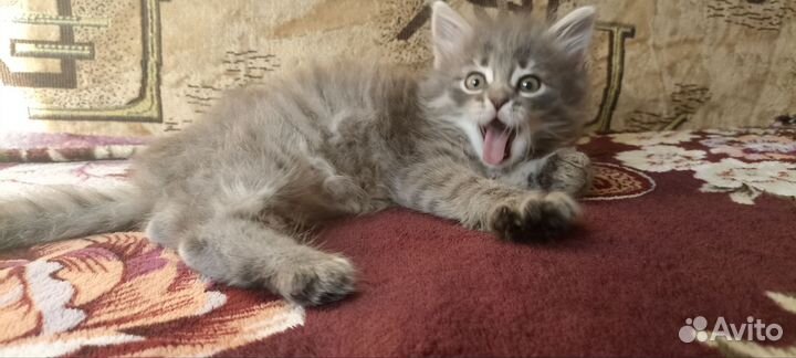 Кошка в дар тульский