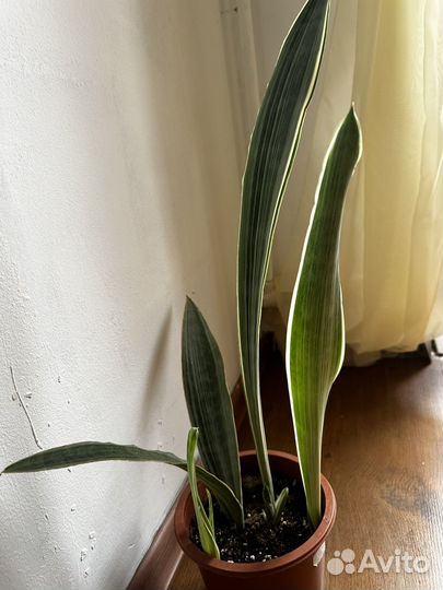 Сансевиерия металлика (манолин)