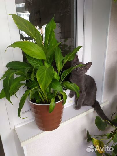 Продам цветы комнатные