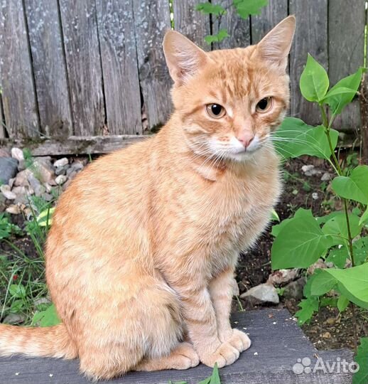 Молодой котик ищет дом