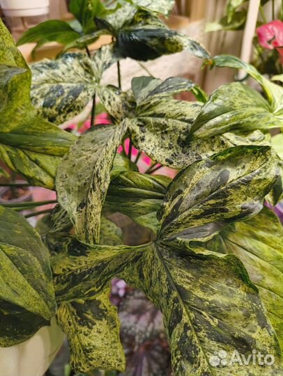 Сингониум Мохито (Mottled Arrowhead)