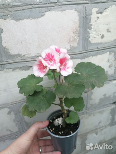 Пеларгония, гибискус желтый, фикус, оттона