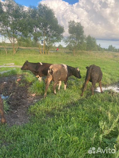 Коровы и телки