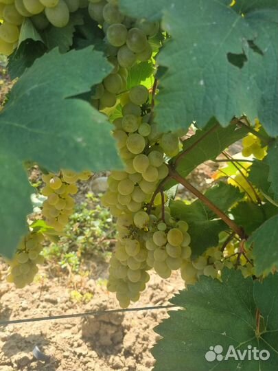 Виноград на вино