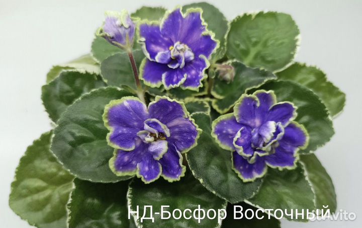 Фиалка детки набором