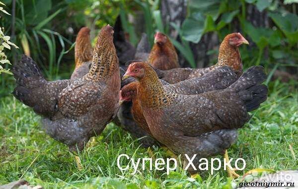 Инкубационное яйцо