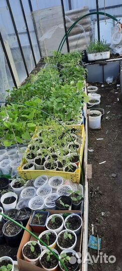 Рассада, семенной картофель