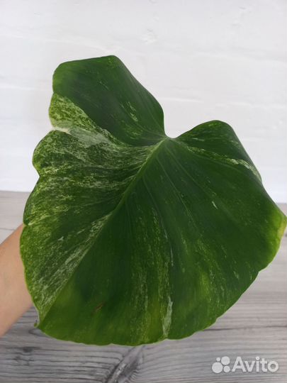 Monstera Deliciosa Ocean Mint