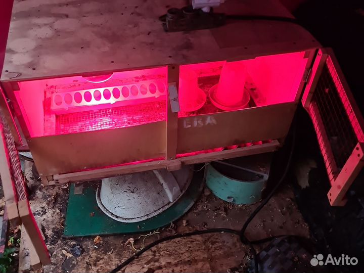Брудер для цыплят бу