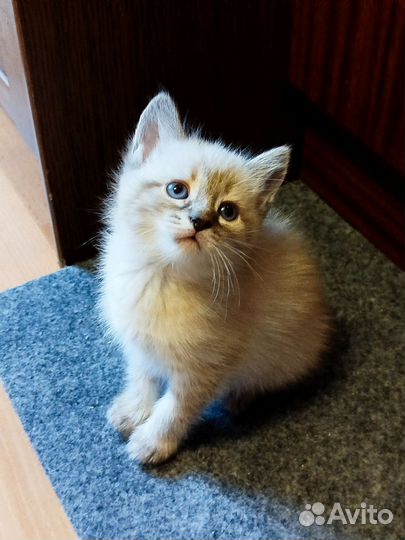 Милые умные котята