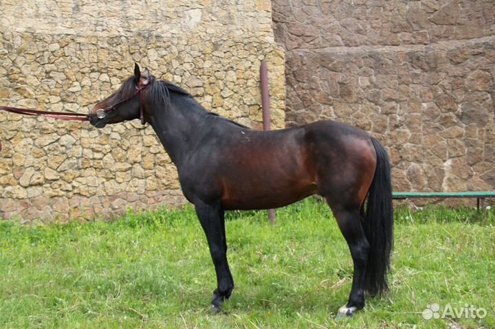 Скоростной иноходец