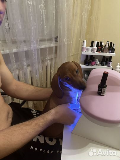 Отдам в добрые руки такса