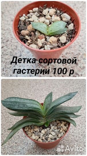 Суккуленты