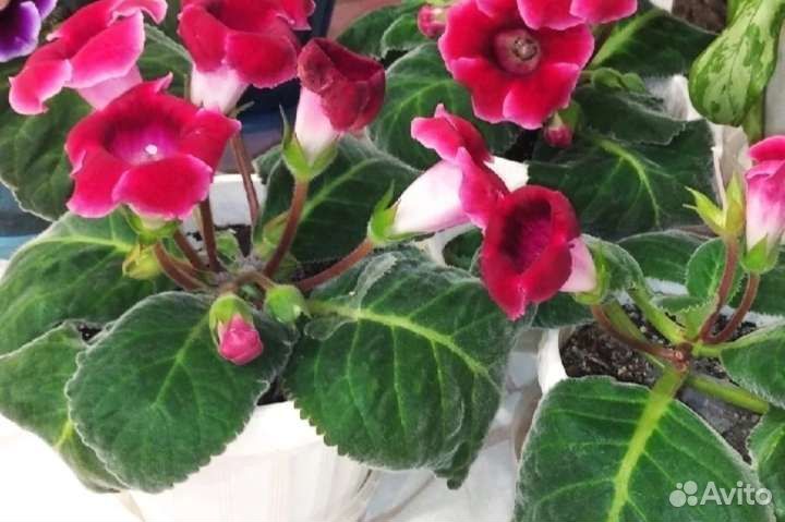 Глоксиния, Аглоэнема, бальзамин