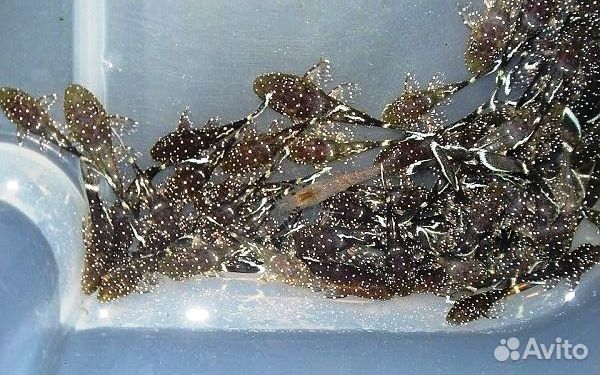 Анциструс звездчатый L181