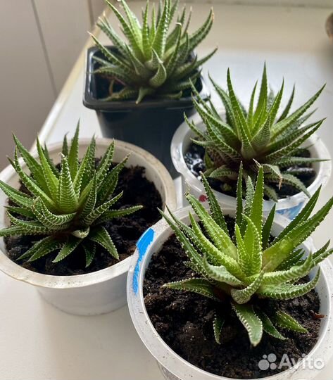 Хавортия жемчужная