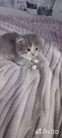 Шотландские вислоухие котята