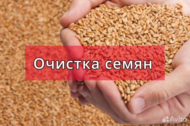 Семена. Очистка