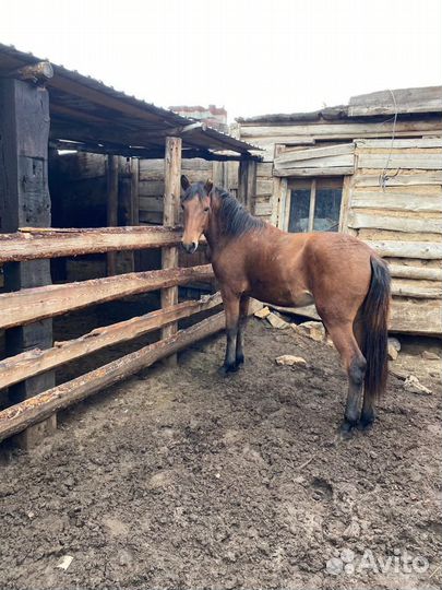 Продам кобылу 1,5 года, не обученная