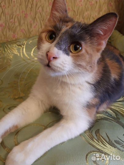 Кошка в добрые руки