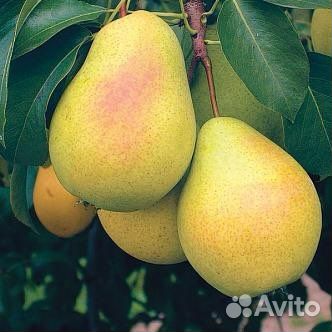 Саженцы груши, возраст 2 года