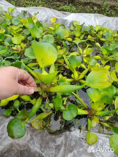 Растения для пруда