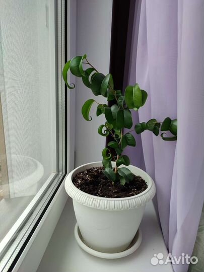 Фикус бенджамина