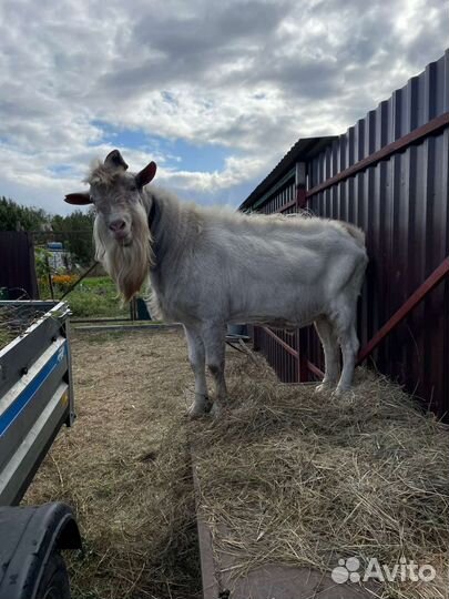 Козел зааненский