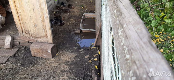 Утки подсадные (криковые) и селезни