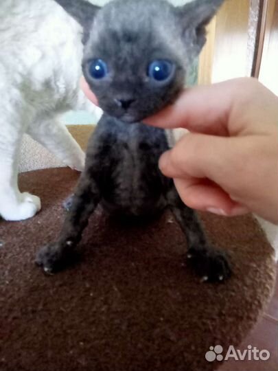 Девон-рекс девочки и мальчишки