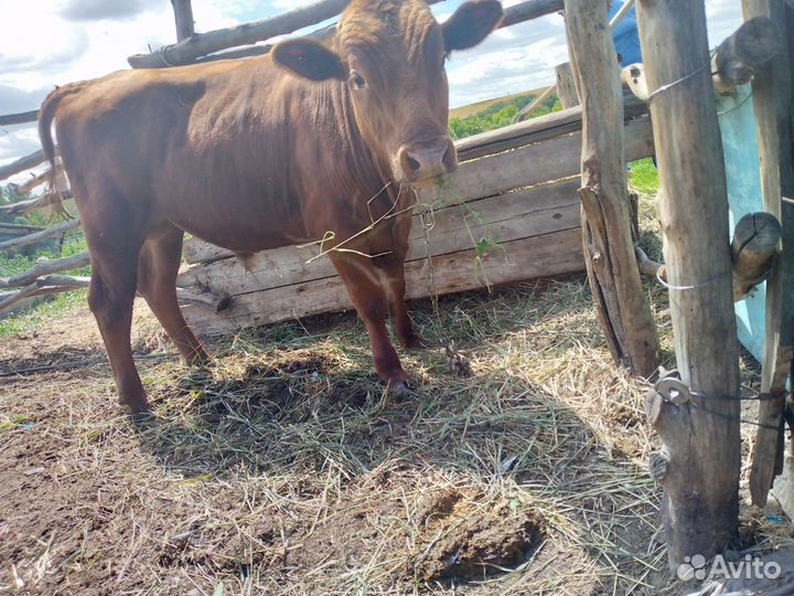 Бычок, 1 год и 3 месяца