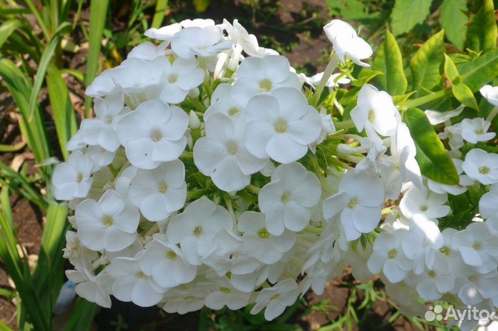 Лилейник и Флокс метельчатый 3 цвета