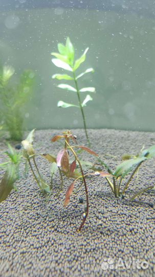 Теодоксус, Неретина, Отоцинклюсы