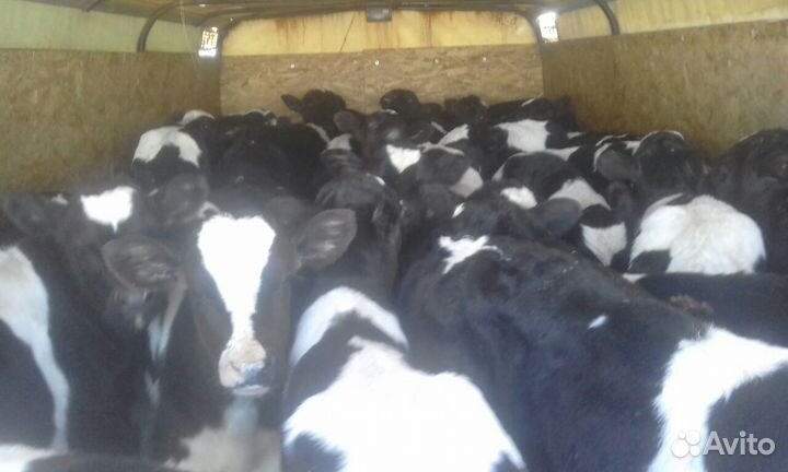 Телята бычки