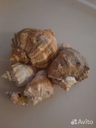 Морские ракушки раковины