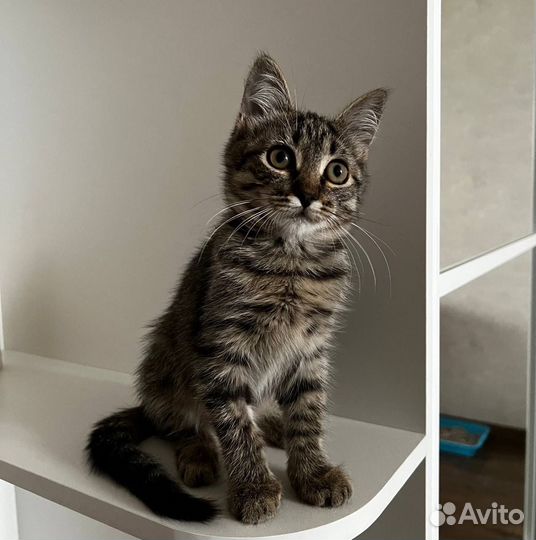 Потерялась кошка