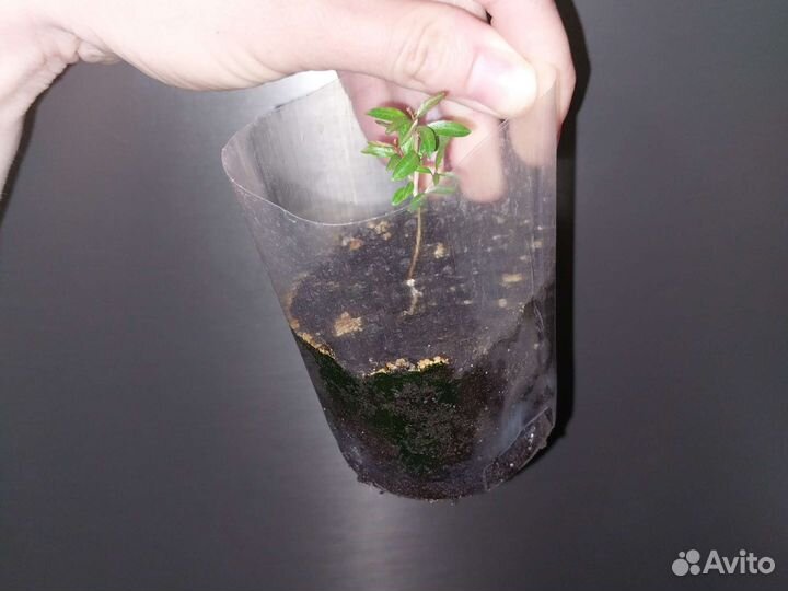 Мирт черенки гранат нано