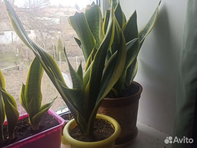 Сансевиерия