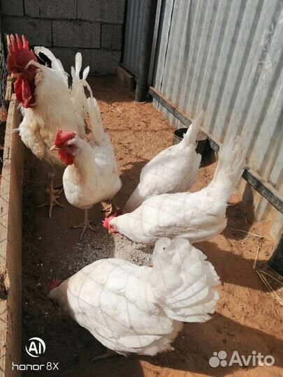 Инкубационное яйцо Маран,Леггорн,Лакеданзи,Америу