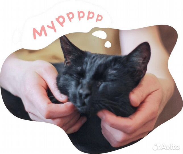 Квартирная передержка кошек/собак индивидуальная