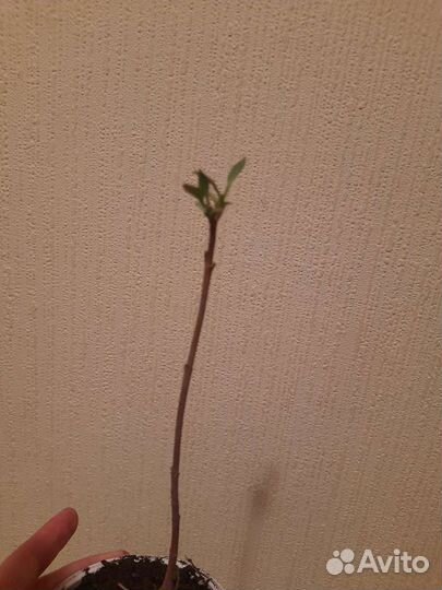 Сирень Венгерская и жимолость Синяя птица детки