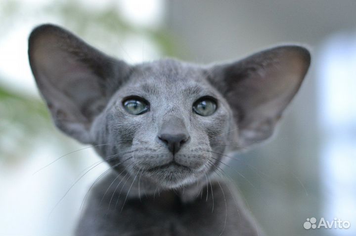 Котята ориенталы